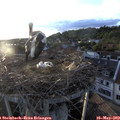 19_55-nest.jpg