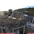 20_00-nest.jpg