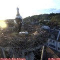 20_10-nest.jpg