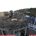 20_15-nest.jpg