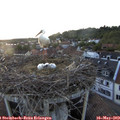 20_20-nest.jpg