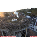 20_25-nest.jpg