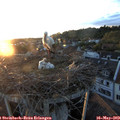20_35-nest.jpg