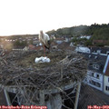 20_45-nest.jpg