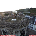 20_50-nest.jpg