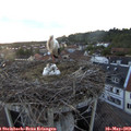 20_55-nest.jpg