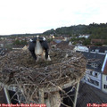 05_40-nest.jpg