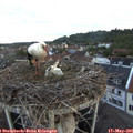 05_45-nest.jpg
