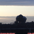 05_50-mast.jpg