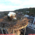 05_50-nest.jpg