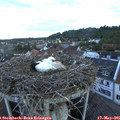 06_10-nest.jpg