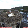 06_15-nest.jpg