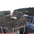 06_25-nest.jpg