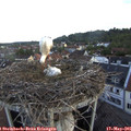 06_30-nest.jpg