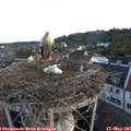 06_35-nest.jpg