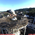 06_55-nest.jpg