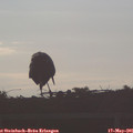 07_05-mast.jpg