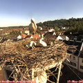 08_25-nest.jpg
