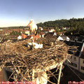08_30-nest.jpg
