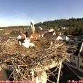 09_05-nest.jpg