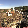 09_10-nest.jpg