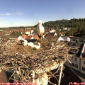 09_15-nest.jpg