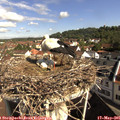 09_30-nest.jpg