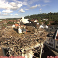 09_35-nest.jpg