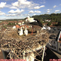 09_45-nest.jpg