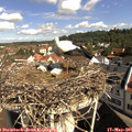 09_50-nest.jpg