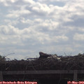 10_00-mast.jpg