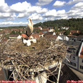 10_10-nest.jpg
