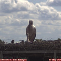 10_15-mast.jpg