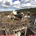 10_15-nest.jpg