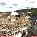 10_20-nest.jpg
