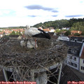 10_25-nest.jpg