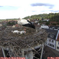 10_30-nest.jpg