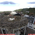 10_35-nest.jpg
