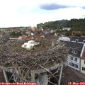 10_40-nest.jpg