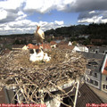10_45-nest.jpg