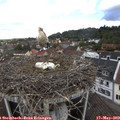 10_50-nest.jpg