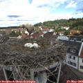 10_55-nest.jpg