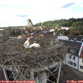 11_00-nest.jpg