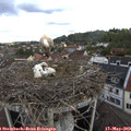 11_05-nest.jpg