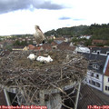 11_10-nest.jpg