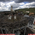 11_20-nest.jpg