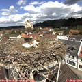 11_30-nest.jpg