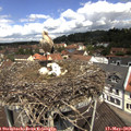 11_35-nest.jpg
