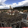11_40-nest.jpg