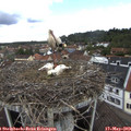 11_45-nest.jpg